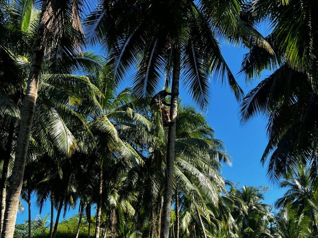 Harvester climbing a coconut palm in a Jamaican grove